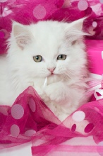 QC-promo- PETS.jpg